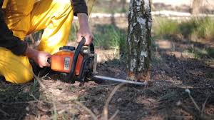 Reliable Wahpeton, ND  Tree Services Solutions