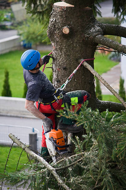 Why Choose Our Tree Removal Services in Wahpeton, ND?